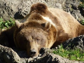 Tierpark Stadt Haag, © Mostviertel - OÖ Mariazellerweg