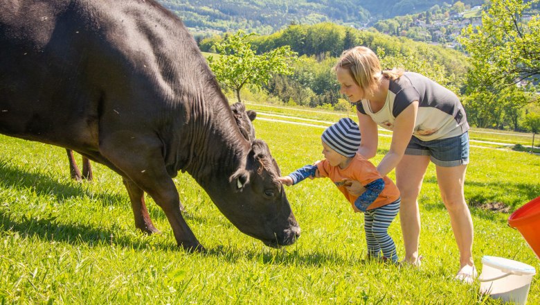 Wagyu-Rinder vom Biohof Zillach, © Friedrich Huber