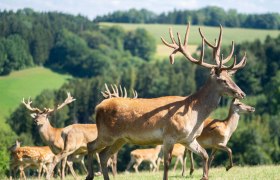 Wildpark Hochrieß, © © Matthias Distelberger