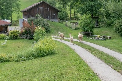 Auf gehts in den Stall, © Einkehrhof Poggau