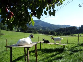 Unsere Ziegen genießen den Sonnenschein., © Ablaß